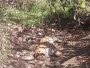 चौरई रेंज में तेंदुए की मौत, सोता रहा वन अमला