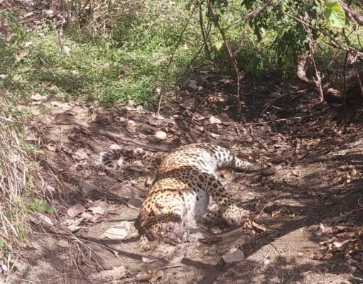 चौरई रेंज में तेंदुए की मौत, सोता रहा वन अमला