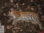 तेंदुए और बाघ के बीच लड़ाई में हुई तेंदुए की मौत!