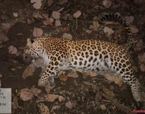 तेंदुए और बाघ के बीच लड़ाई में हुई तेंदुए की मौत!