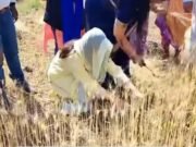 आ गए चुनाव : प्रियानाथ ने खेतों में काटी गेहूं की फसल