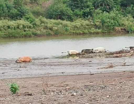 गौवंश संहार : सिवनी जिले वासियों को सलाम, हर किसी ने जताया विरोध
