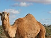 धरम टेकरी में पौधारोपण चट कर रहा ऊंट