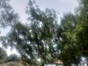 जिला प्रशासन लगा रहा एक पेड़ मां के नाम, इधर सैकड़ों पेड़ों पर चल गई कुल्हाड़ी