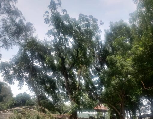 जिला प्रशासन लगा रहा एक पेड़ मां के नाम, इधर सैकड़ों पेड़ों पर चल गई कुल्हाड़ी