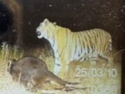 शावकों के साथ खेतों में घूम रही बाघिन, 4 बार कर चुकी शिकार