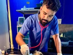 Langur got a new life after spine surgery