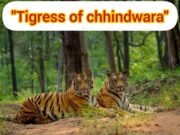 Forest : महिला अधिकारियों पर मेहरबान विभाग !