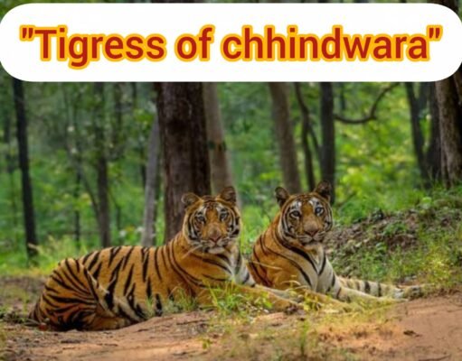 Forest : महिला अधिकारियों पर मेहरबान विभाग !