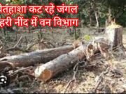 चोरों से लूट : जंगल से चोरी हो रही सागौन लूटने साले – जीजा की जुगलबंदी !