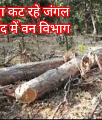 चोरों से लूट : जंगल से चोरी हो रही सागौन लूटने साले – जीजा की जुगलबंदी !