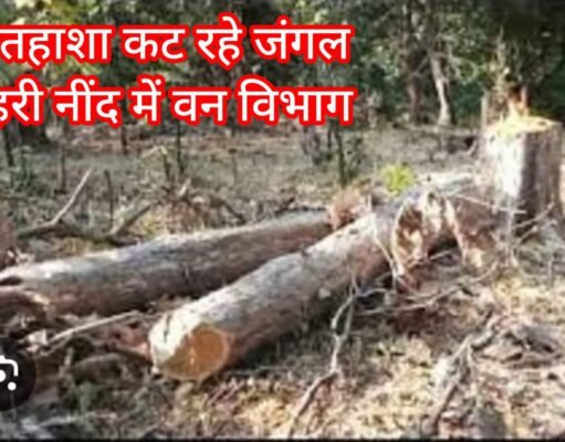 सागवान लूट : उमरानाला चौकी के आर – आर का बड़ा खेल !