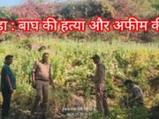 बाघ की हत्या और अफीम की खेती : फॉरेस्ट – पुलिस पर उठे सवाल ?