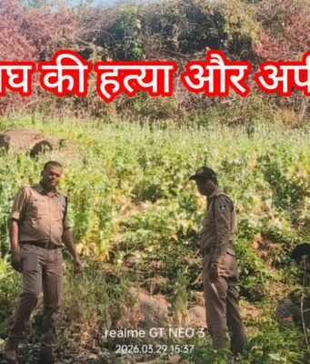 बाघ की हत्या और अफीम की खेती : फॉरेस्ट – पुलिस पर उठे सवाल ?